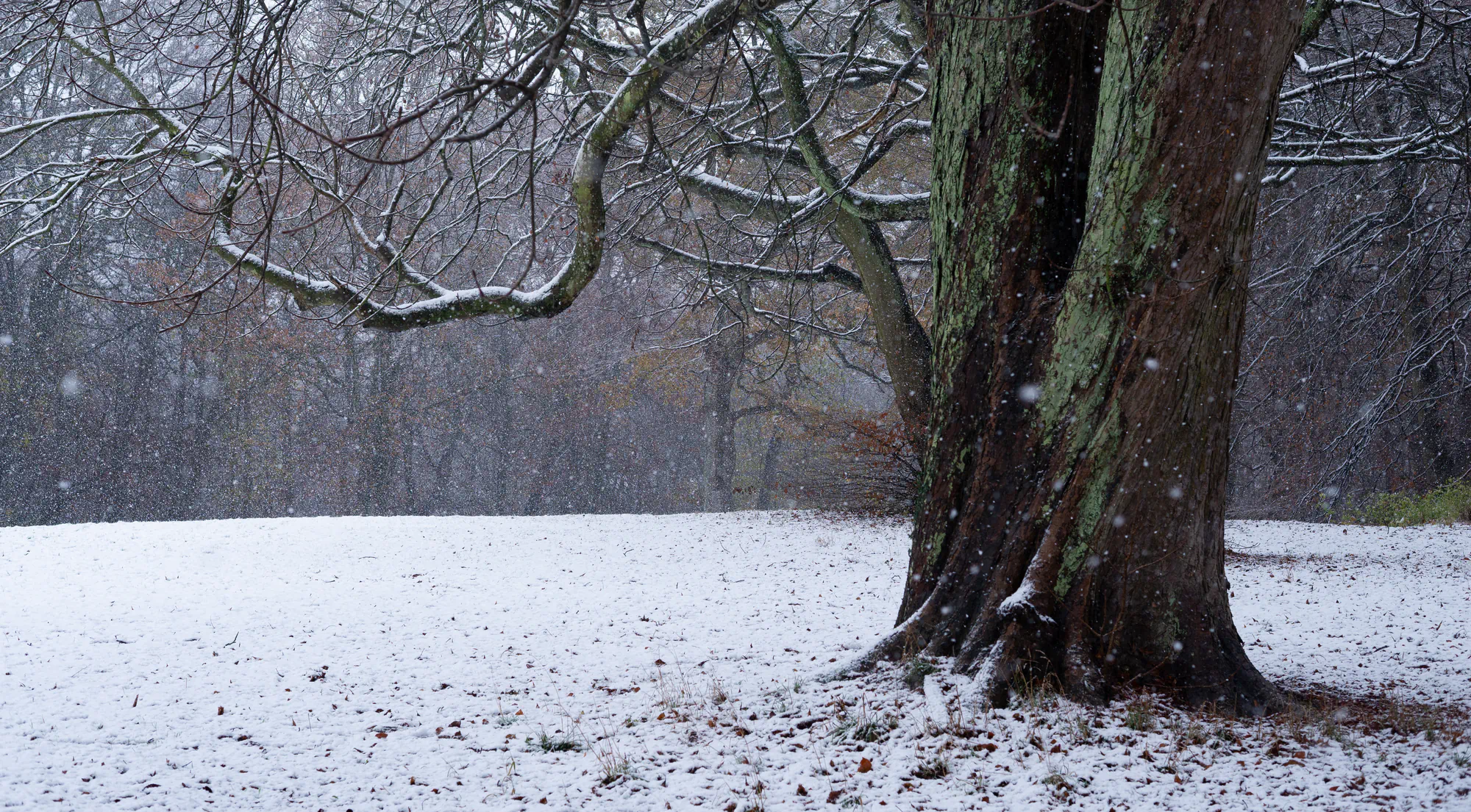 tree and snowy field